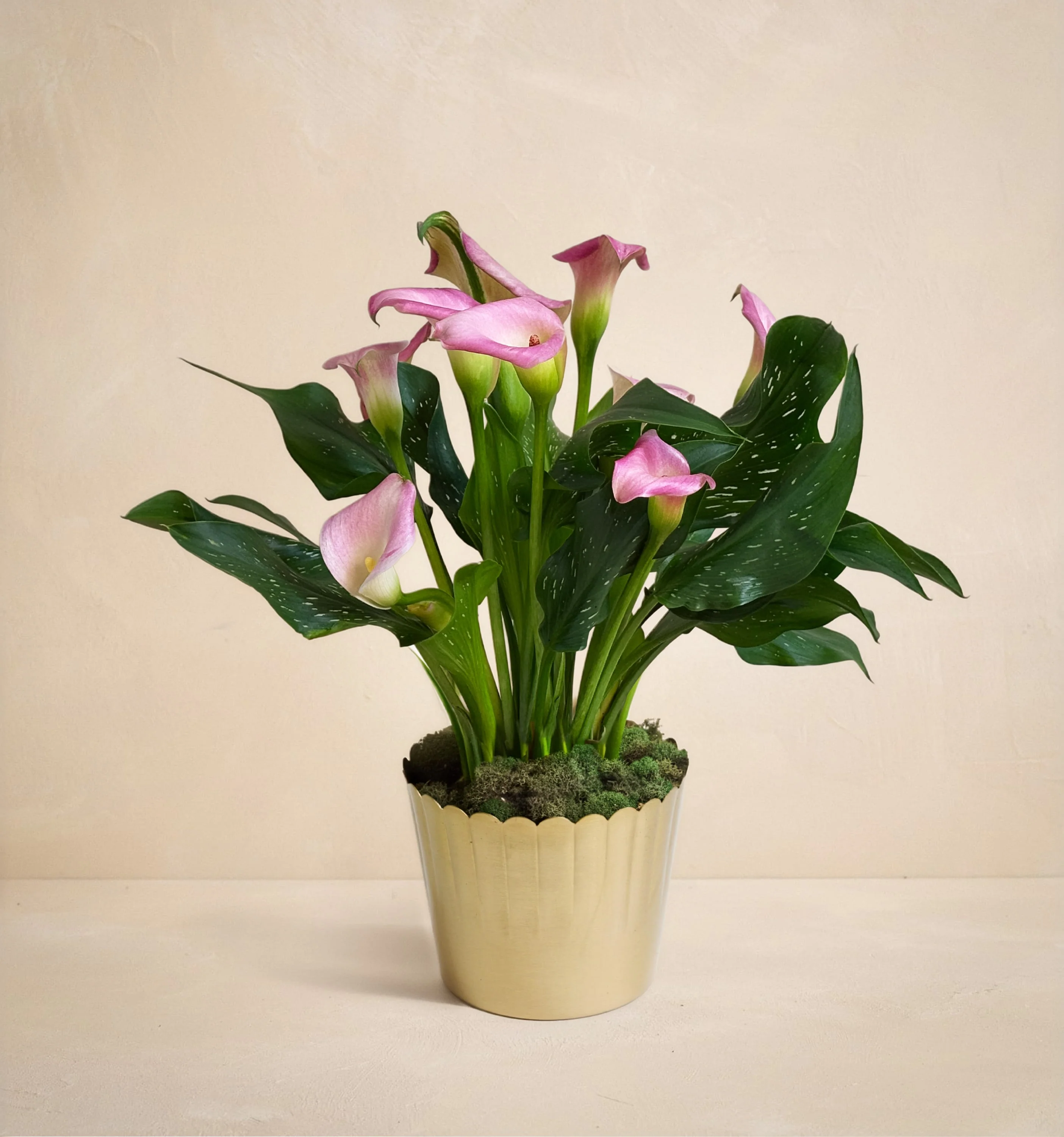 Salem Oregon Local Flower Delivery