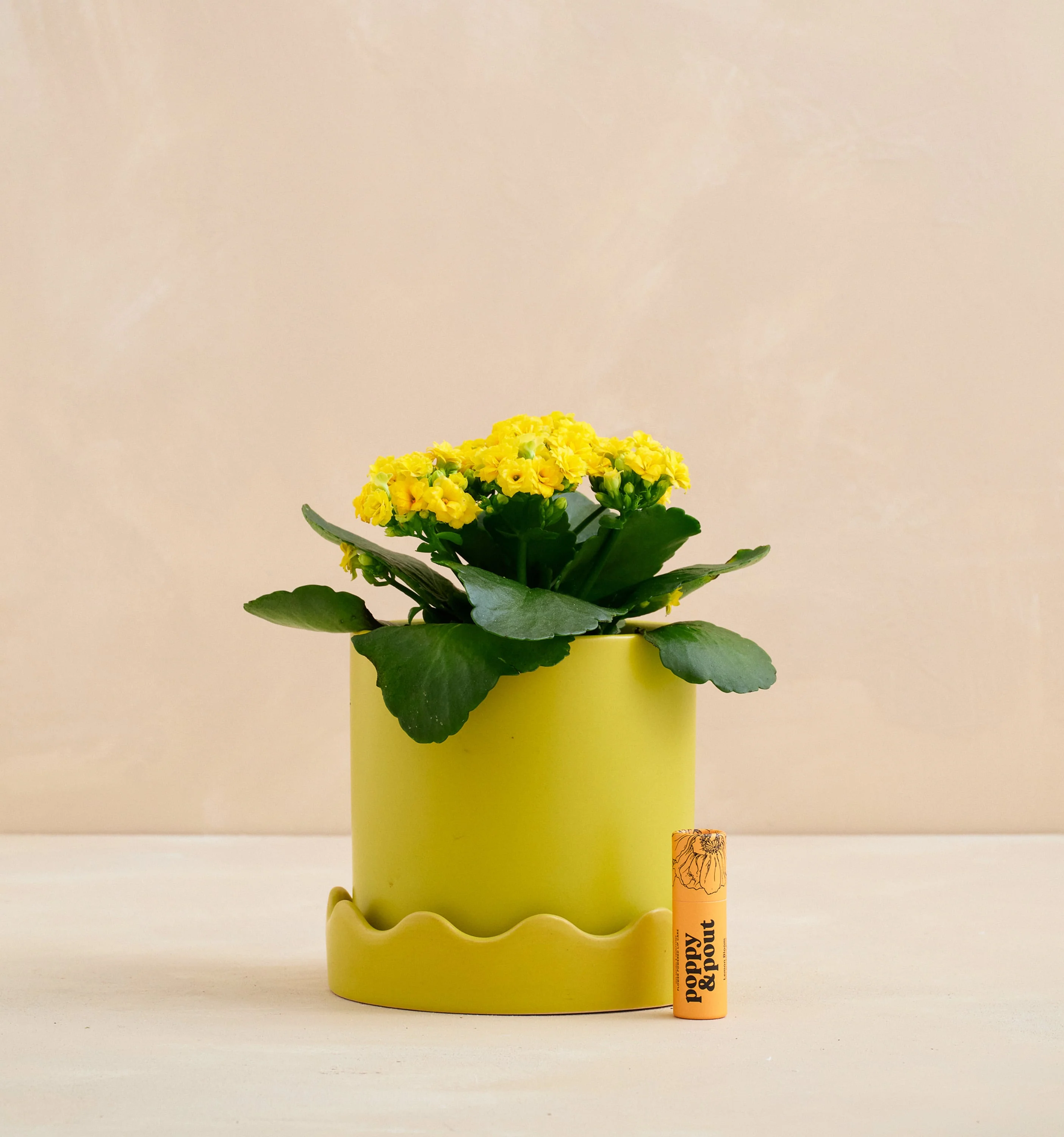 Albany New York Local Flower Delivery